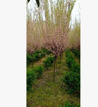 大花榆葉梅樹苗批發工程綠化苗木行道觀賞多花樹狀榆葉梅苗