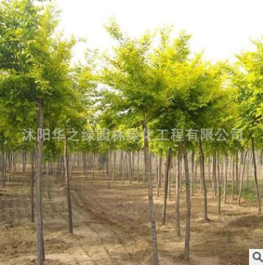 批發園林工程苗木 黃金槐小苗 公園綠化速生槐樹 金枝國槐