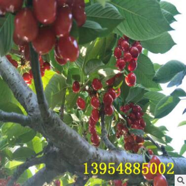 直銷櫻桃苗.矮化櫻桃苗.美早櫻桃苗