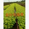 基地直銷紫葉風箱果 金葉風箱果 小苗批發