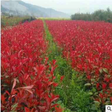 紅葉石楠小苗 工程綠化彩化苗木 紅羅賓30公分左右