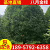 批發八月高桿桂花樹苗 浙江金桂樹苗 樹形 八月桂花香花期長