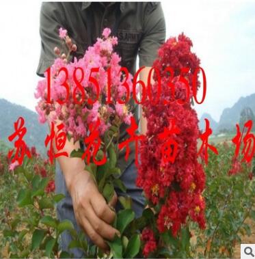 批發正宗美國紅火球紫薇苗 大紅花紫薇花苗 紅火球紫薇基地