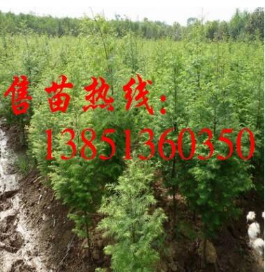 批發(fā)水杉樹小苗 水杉樹苗 大規(guī)格工程苗 水杉苗基地 水杉小苗