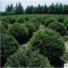 基地直銷(xiāo)冬青樹(shù)苗 3-20公分冬青樹(shù)苗 常青樹(shù) 優(yōu)質(zhì)冬青苗