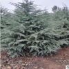 供應優質雪松樹苗，銷售3-6米雪松，批發銷售優質雪松苗