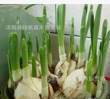 基地直銷優(yōu)質(zhì)室內(nèi)盆栽水仙花種球 量大從優(yōu)
