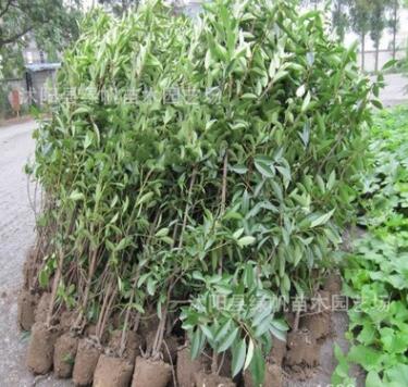 供應(yīng)園林綠化苗木 法國(guó)冬青苗 珊瑚樹苗量大從優(yōu)