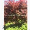 供應紅楓樹 4/5/6/7/8公分 紅楓樹苗 三季紅