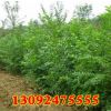 批發優質綠化工程苗 精品樸樹小苗 地栽盆栽 園林庭院綠化 行道樹