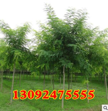 綠化苗木批發(fā) 國槐樹苗 國槐小苗 速生國槐苗 大小規(guī)格齊全