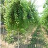 苗圃供應(yīng)五角楓樹苗城市綠化五角楓小苗批發(fā)山東五角楓基地