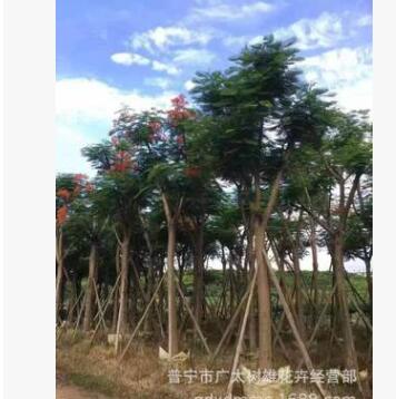 鳳凰木價(jià)格 行道樹(shù) 風(fēng)景樹(shù)批發(fā) 綠化苗木
