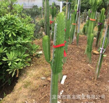 大戟閣 沖天閣 帶手臂仙人掌 咖啡廳服裝店 韓國i熱門仙人柱