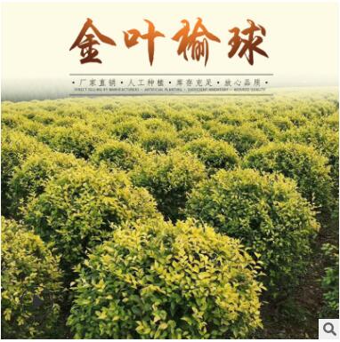 圃地現苗地接金葉榆球 金葉榆桿球 樹形好價格低規格齊全長期批發