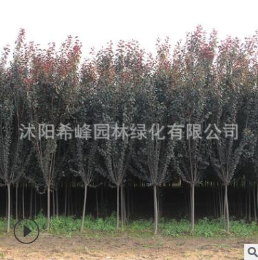 紫葉李批發(fā)紅葉李樹(shù)苗紫葉李園林綠化苗木 行道植物 規(guī)格齊全