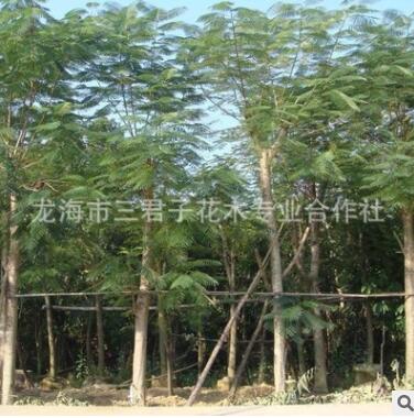 基地培養(yǎng)鳳凰木 金鳳花 火樹(shù) 鳳凰木風(fēng)景樹(shù)