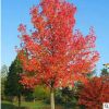 楓香樹苗批發 樹形優美園林綠化行道樹
