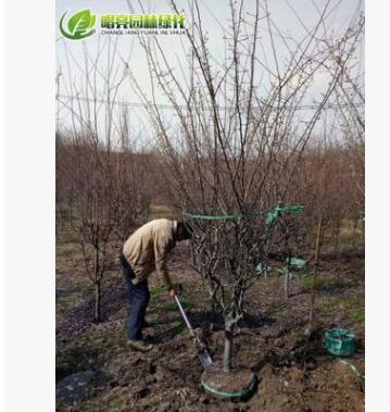 基地供應5cm垂絲海棠苗園林綠化苗木風景花苗觀花植物灌木花卉