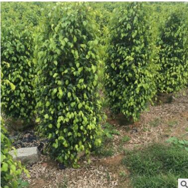 福建垂榕柱大量供應