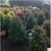 紅運(yùn) 紅葉石楠球 純正紅羅賓 紅葉石楠苗 庭院綠化苗木