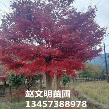基地供應(yīng)園林綠化樹 中國紅楓 廣西紅楓 紅楓觀賞樹