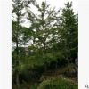 銀杏樹，可直接用于綠化 專業培育批發種苗園林裝飾植物擺件