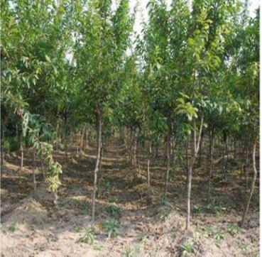 批發(fā)軟籽石榴 基地現(xiàn)挖新鮮發(fā)貨量大優(yōu)惠品種多樣石榴樹