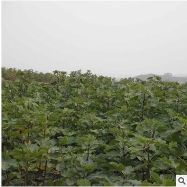 優(yōu)質(zhì)波姬紅無(wú)花果樹 波姬紅無(wú)花果樹批發(fā)價(jià)格 無(wú)花果基地