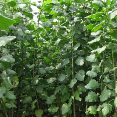 長(zhǎng)期供應(yīng)速生楊樹苗 現(xiàn)貨銷售優(yōu)質(zhì)速生楊樹苗 園林綠化速生楊樹苗