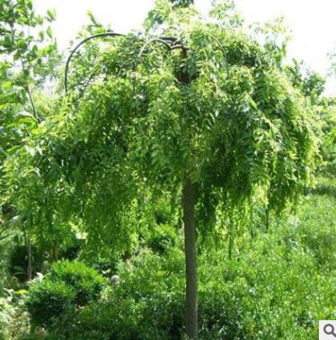 綠化園林樹速生國(guó)槐苗木基地直供 成活率好規(guī)格多樣