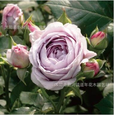 月季園 歐月爬藤攀援植物 藍色陰雨 盆栽地栽爬藤籬笆效果漂亮