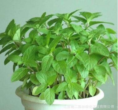 食用檸檬香水薄荷盆栽 檸檬香水薄荷 清爽甜香 檸檬香水薄荷