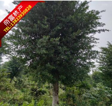 清場A貨小葉榕 20分 25分 30分 35分 40分原地定根苗