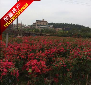 三角梅供應(yīng)三角梅批發(fā)