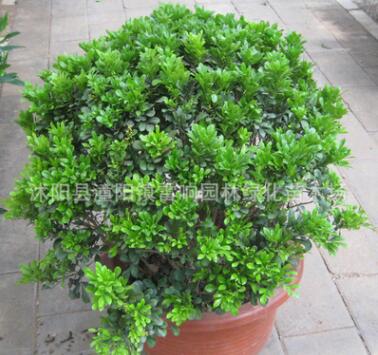 批發(fā)家居盆栽植物 芳香花卉 盆栽花卉 米蘭花 盆栽米蘭