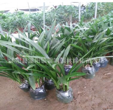 蘭花批發(fā) 高檔花卉 墨蘭企黑 室內(nèi)空氣凈化植物盆栽觀賞植物