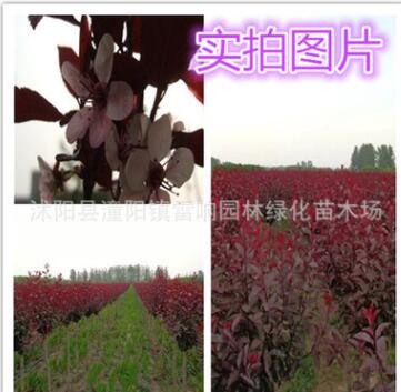 紫葉矮櫻苗木 工程綠化苗木