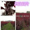 紫葉矮櫻苗木 工程綠化苗木