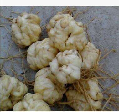 批發(fā)食用百合花種球種子 辦公室陽臺花卉綠植物小盆栽百合花種球