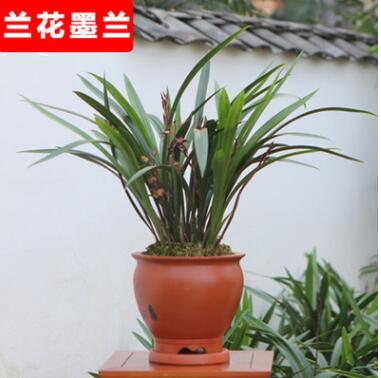 四季墨蘭花苗 建蘭苗 寒蘭 春蘭 花卉綠植精品盆栽