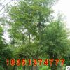 黃連木批發 綠化工程苗木造型黃連木樹苗 規格齊全