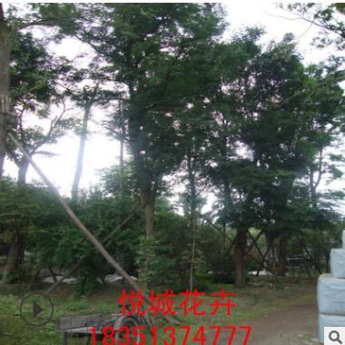 皂角樹苗園林綠化苗木庭院種植色塊綠籬基地直銷量大從優皂角樹