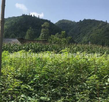 精品推薦經濟苗木漆樹 一年生漆樹小苗 漆樹苗150萬株