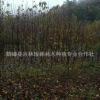 苗圃直銷 珙桐 鴿子樹 珙桐苗 珙桐樹苗 樹形優(yōu)美