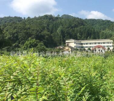 長(zhǎng)期供應(yīng)造林黃柏苗 中藥材黃柏苗 黃柏樹(shù)苗批發(fā)