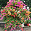 福建廠家直銷批發(fā)福建多色造型三角梅盆栽綠化景觀擺花盆景供應
