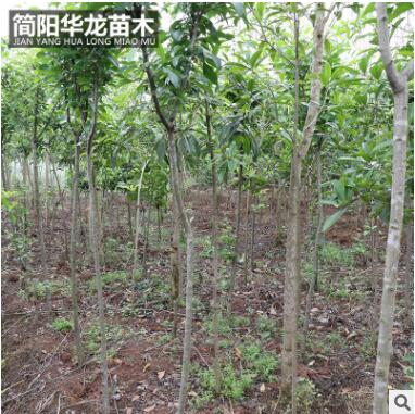 基地出售供應(yīng)海棠苗 量大價(jià)低基地直銷 規(guī)格齊全高成活海棠苗