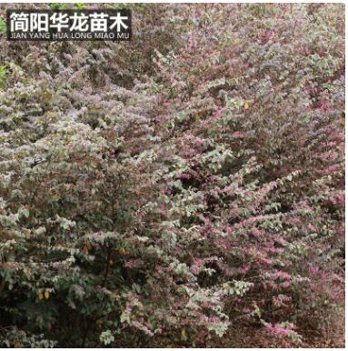 供應優質紅花繼木苗木 城市綠化工程苗木紅繼木量大出售批發