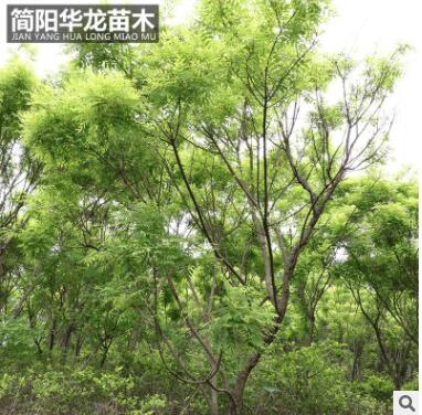 簡(jiǎn)陽(yáng)苗圃供應(yīng)黃金槐 園林綠化樹(shù)木 行道街道樹(shù)木高成活黃金槐批發(fā)